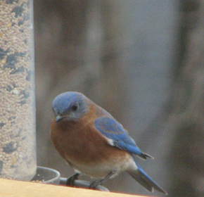Dunwoody bluebird